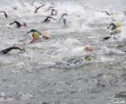 Openwaterzwemmen