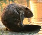 Een bever met zijn platte staart