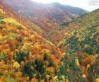 Forest in herfst kleuren