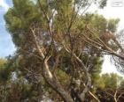 Mediterrane pine