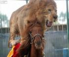 Leeuw en paard doen hun circusvoorstelling