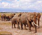 Groep van olifanten