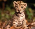Een kleine jaguar