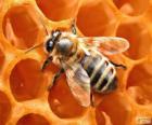 De honingbij. De bijen die honing produceren