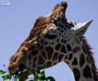 Giraffe eten