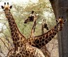 Vier giraffen