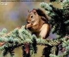 Rode eekhoorn in een boom