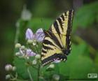 Papilio glaucus, vlinder inheems in oostelijk Noord-Amerika