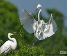 Een paar grote zilverreiger, maken haar nest. Het is een grote white feather vogel