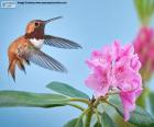Mannelijke Rosse kolibrie en bloem