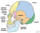 De beenderen van de menselijke schedel