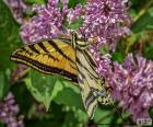 Papilio canadensis vlinder