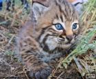 Schattig en nieuwsgierige kat op een lopen rond de tuin