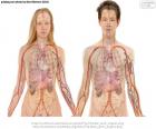 Twee organen, vrouwelijke en mannelijke met de belangrijkste organen van het menselijk lichaam