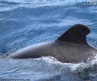 Dorsal fin walvis