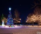 Verlichte kerstbomen