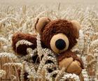 Teddy bear, granen