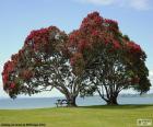 Twee bomen