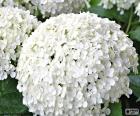 Witte hortensia bloemen