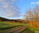 Landschap veld