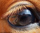 Paard oog