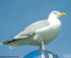 De Europese zilvermeeuw, een luidruchtige en opportunistische vogel