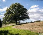 Boom in een geploegd veld