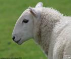 Volwassen witte schapen
