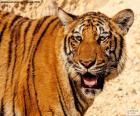 Hoofd en deel van het lichaam van een grote tijger met je mond open