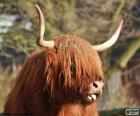 Highland cow hoofd