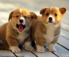 Welsh Corgi Pembroke pups