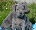 Thai Ridgeback puppies