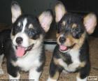 Twee schattige puppies van de Welsh Corgi Cardigan