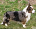 De Welsh Corgi Cardigan is een kleine hondenras van oorsprong uit Wales