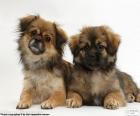 Tibetaanse spaniël pups