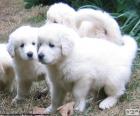 Verschillende witte Slovenský čuvač pups