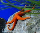 Oranje zeester