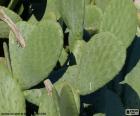 Opuntia ficus-indica