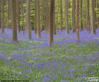 Forest Hallerbos, België