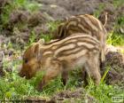 Twee kleine nakomelingen van wilde zwijnen in het bos