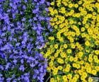 Blauwe en gele bloemen