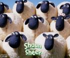 Sommige van de volwassen schapen die deel van de kudde van Shaun uitmaken