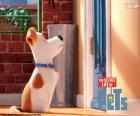 Max te wachten voor de deur, is de hoofdpersoon van de geanimeerde film Huisdiergeheimen