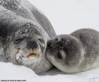 Zeehonden en haar pup