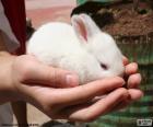 Wit Bunny, handen