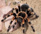 Tarantula een grote harige spin