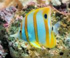 Mooie en kleurrijke koraalvlinders, is een tropische vis van de koraalriffen van de Atlantische, Indische en Stille Oceaan