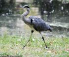 Blauwe reiger lange benen