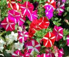 Bloemen van verschillende kleuren petunia