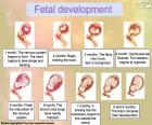 Foetale ontwikkeling (Engels)